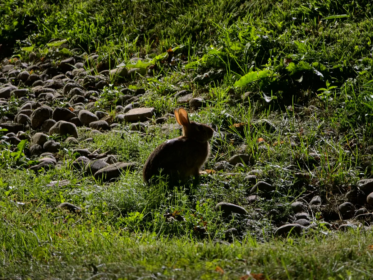 A bunny sitting in the grass