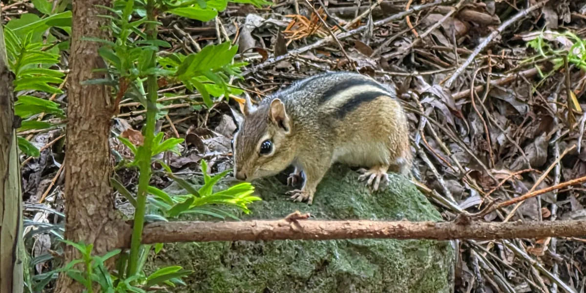 A chipmunk waiting on a rock in the woods